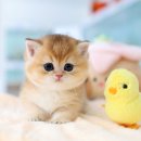 개인화물542 | 일산고양이분양 골드 먼치킨숏레그 고사남수원본점에서 만나봐요~!!