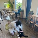 제주 성산카페 덴드리:고양이와 싱그러운 자연이 맞이해 주는 곳
