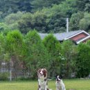 헬로우댕댕 이미지