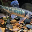 피라미다 이미지