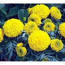 금빛행복나라 이미지