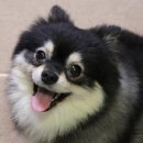 브이알메디칼 | 강아지식이알러지 있다면 하이독 강아지피부사료 추천해요