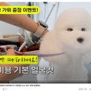 어글리독 이미지