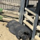 독곰농장 이미지