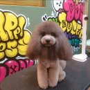 도그핏애견샵 이미지