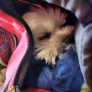 피빙