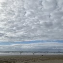 장꽁(카멜리아) 이미지