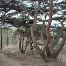 제228차 충남 논산 월성봉(650m)바랑산(555m) 조망산행안내 이미지