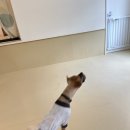 도토리 강아지 유치원 이미지