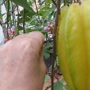 (주)스타후르츠 이미지