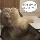 낭낭이네 이미지