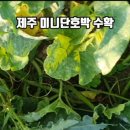 제주김집사