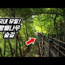 🚉 국내 유일! 도심 속 '25만평' 팥배나무 숲길 트레킹 코스 |🌲생태보존구역 | 📸 대중교통 당일치기 여행 |🇰🇷 Down 이미지