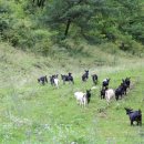 솔잎목장 이미지