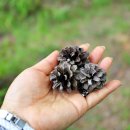 김삿갓데이지펜션 이미지