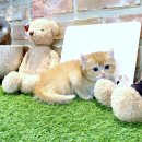 몽글몽글 이미지