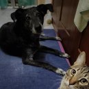 강아지세상 고양이세상 이미지