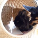 그루밍 루니 이미지