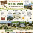 강화먹방 | 강화도 가족나들이 2부, 계란후라이꽃 샤스타데이지 만개한 마호가니 강화점 방문후기