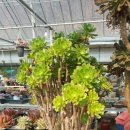 현아네 농장 이미지