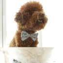 코디애견샵 이미지