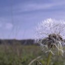 꽃의 노래 이미지