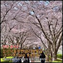 낙동제방 | [부산] 4월초 가볼만 한 곳. '강서낙동강변30리벚꽃길' 후기 (2026.04.03.실시간, 벚꽃엔딩 시작)