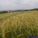 산방산온천게스트하우스 이미지