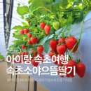 으뜸농장 | 속초 아이랑 체험, 내돈내산으로 다녀온 속초소야으뜸딸기