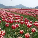 튜울립 이미지