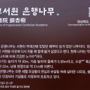 임고서원의 은행나무 이미지