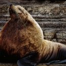 바다친구들 이미지