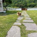 스테이몽 펜션 | [내돈내산 후기] 스테이몽 애견독채펜션