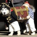 강아지가정부 이미지