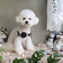 메씨엘리 이미지