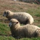 한마음목장 이미지