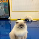 아이캣유 이미지