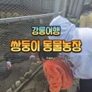 쌍둥이농장 | 강릉에서 아이와 가볼만한곳 강릉쌍둥이동물농장 후기!