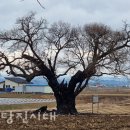 신당리 보호수