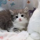 강아지분양 고양이분양 헬로브리더 | 세종고양이분양 실제후기 1등 고양이전문 도레미캣에서 만난 묘연