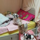 쪼쪼애견 네이버블로그