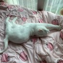 올데이 파스타 이미지