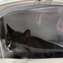 GD동물병원 이미지