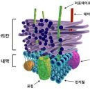 그람