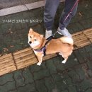 이누김밥