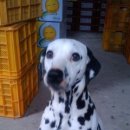 우리집 개구쟁이 이미지