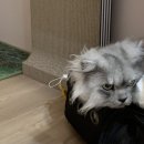 에어묘앤비 이미지