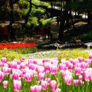백련교밑 | [서울여행] 서대문구 안산 허브원 튤립(가는길/위치/사진팁/보정팁)