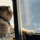 마동-37 | 익산 마동 고양이가 반겨주는 감성 카페 [아님] 후기