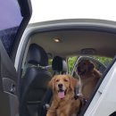 정원 퍼피 하우스 이미지